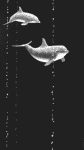 dolphins - 3.5 K