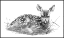 whitetail deer - 6.7 K